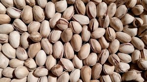 Фисташка Ахмад Агаи Россия  Small Gardens