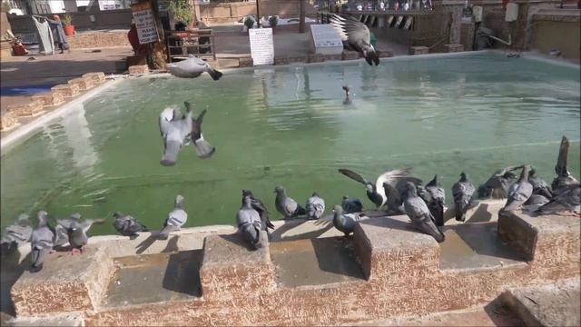 Sidi Saiyyed Mosque 1572 73 AD, Ahmedabad смотреть онлайн