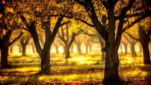 ДиДюЛя - Сатиновые берега (ШЕДЕВРЫ ИНСТРУМЕНТАЛЬНОЙ МУЗЫКИ)