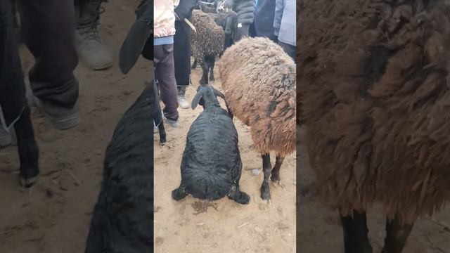 Surxondaryo Muzrobot Zang Mol Bozoridan Qo'y Qo'chqor Qo'zili Qo'ylar.24.12.2022