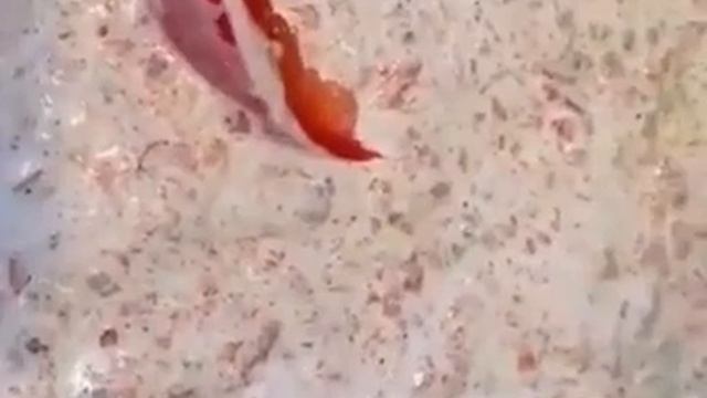 Не #доставка, а #дома #ПП #пицца на #сковороде #рецепт #готовим #быстро #вкусно #полезно Healbe Clu смотреть онлайн