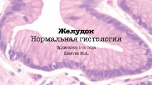 Желудок. Нормальная гистология