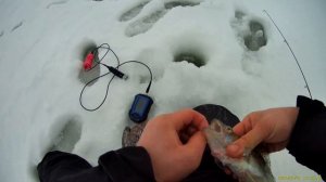 Клёв  Судака НА Раттлин Bassday Range Vib с новым Эхолотом Практик 8  ,,,,