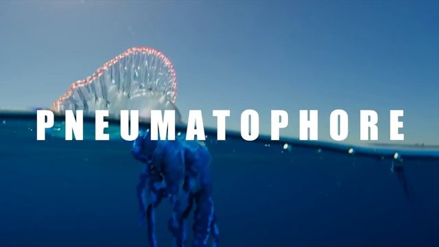 The Fascinating World of Cnidarians смотреть онлайн