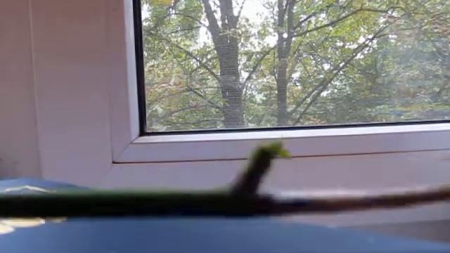 РАЗМНОЖЕНИЕ ОРХИДЕЙ ДОМА. Часть 2 Месяц спустя. смотреть онлайн