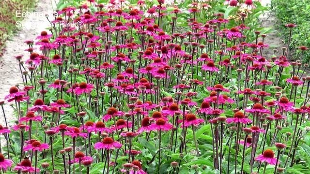 Echinacea Sensation Pink® - Marco van Noort - 4K смотреть онлайн
