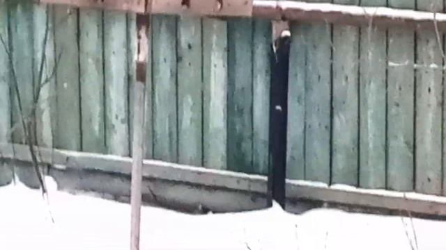 НЕ #АДЕНИУМ, Но Очень Красивый. Просто Отдохните! смотреть онлайн