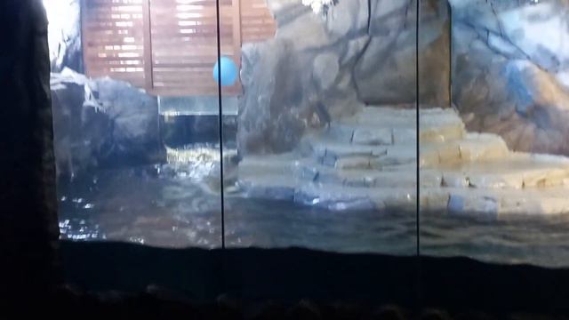 морские котики в океанарии смотреть онлайн