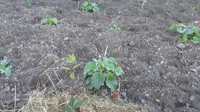 Вирощування дині з розсади та без смотреть онлайн