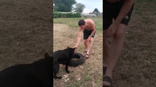 Немецкая овчарка и колесо от машины. смотреть онлайн