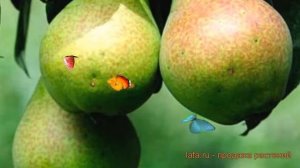 Груша плодовая Пермячка (pyrus communis permyachka) ? обзор: как сажать, саженцы груши Пермячка