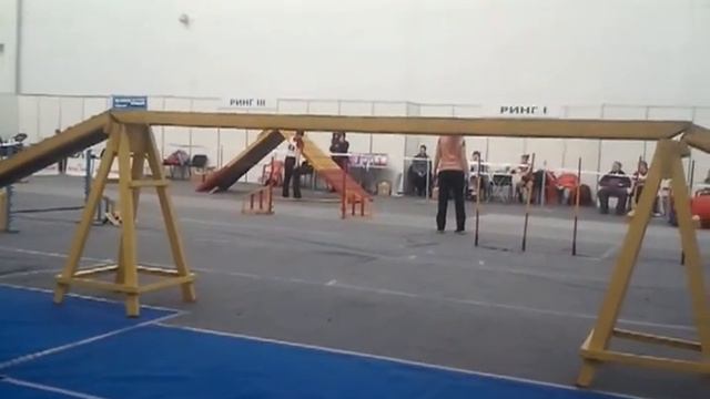 Кубок Красноярска по аджилити. Корж 2013 смотреть онлайн