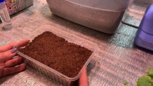 ?ГОРЕЧАВКА ПОСЕВ, СТРАТИФИКАЦИЯ, НАДЕЖДЫ и ОПАСЕНИЯ