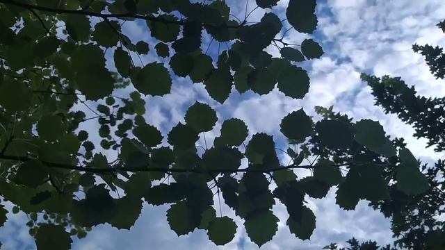 5 июля-ЕВСЕЕВ ДЕНЬ.Чудотворный день.Остерегайтесь женщин