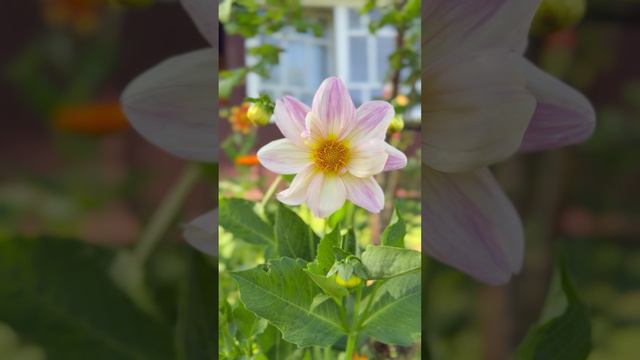 Георгина "ВЕСЁЛЫЕ РЕБЯТА"🌸 #shorts смотреть онлайн