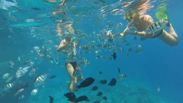 Кормим рыб в Красном море Siva Sharm смотреть онлайн