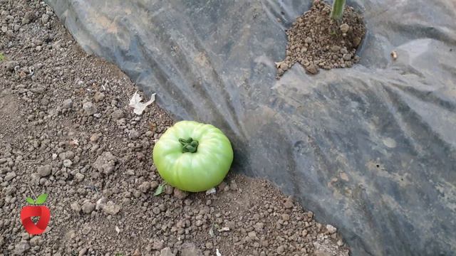 Zašto opada plod sa paradajza? смотреть онлайн