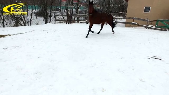 Субару клуб СПб в гостях у лошадок смотреть онлайн