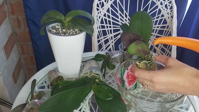 От ДВУХ КАПЕЛЬ этого ОРХИДЕИ в ВОСТОРГЕ Самый ЭФФЕКТИВНЫЙ Стимулятор у ОРХИДЕЙ смотреть онлайн