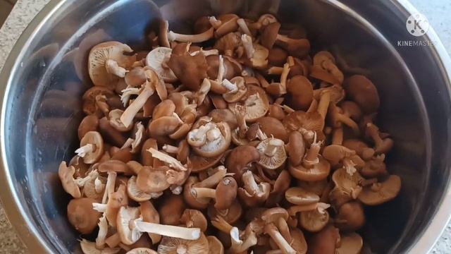#грибыопятаохота Моя грибная охота. Они растут под ногами. смотреть онлайн