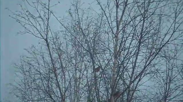 Снегири в Сибири смотреть онлайн