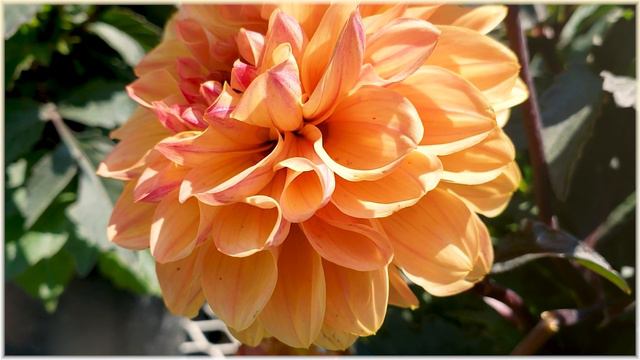 Dahlia - Beautiful Flowers 2021
