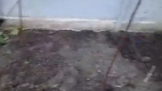 Посадка винограда смотреть онлайн