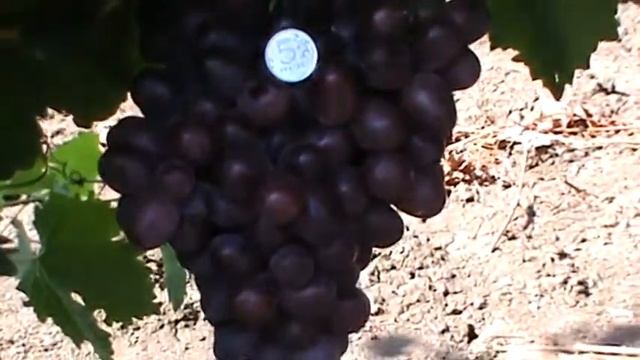 Виноград Сенатор Павловского смотреть онлайн