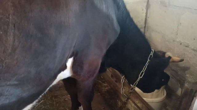 Сколько дает первотелка МОЛОКА? Дойка коров/ Привезли новую партию БРОЙЛЕРОВ. смотреть онлайн