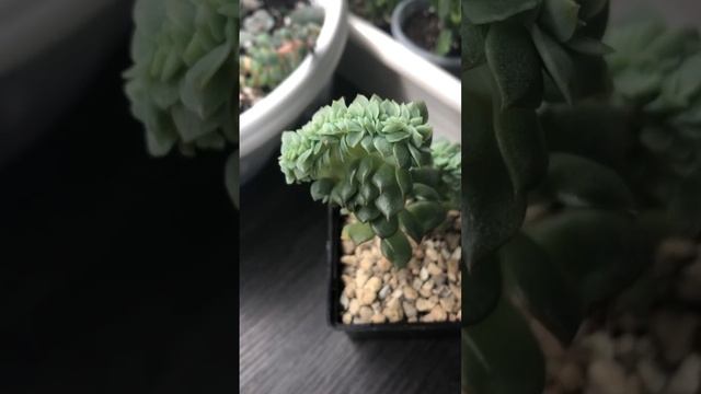 Echeveria cristata смотреть онлайн