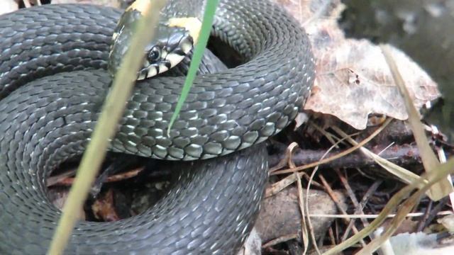 Ужик сердится, неядовитая змея, Adder attacks смотреть онлайн