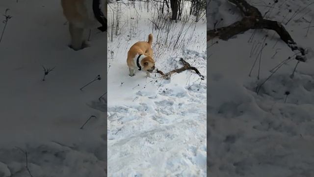 сао#четвероногие друзья#рыжики#среднеазиатская овчарка#алабай#щенки#волколав# смотреть онлайн