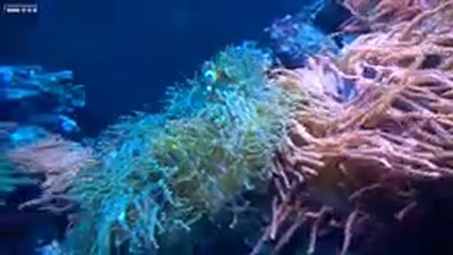 The Best Aquarium 4K VIDEO ? 11 Hours Of Beautiful Coral Reef Fish - Sleep Relax Meditation Music