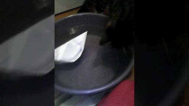 Кот и кораблик смотреть онлайн