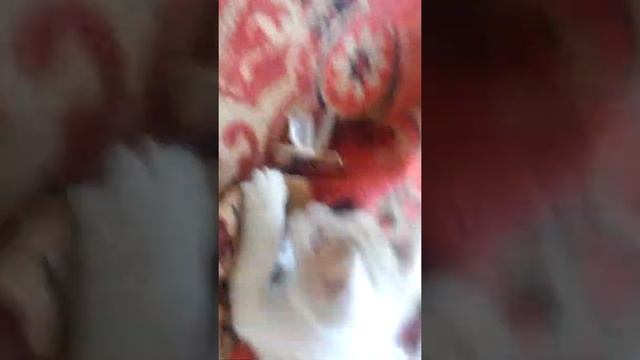 Кошка против багамол смотреть онлайн
