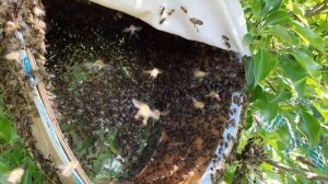 Ловим рой в ловушку, как поймать пчелиный рой, рой пчел на дереве что делать