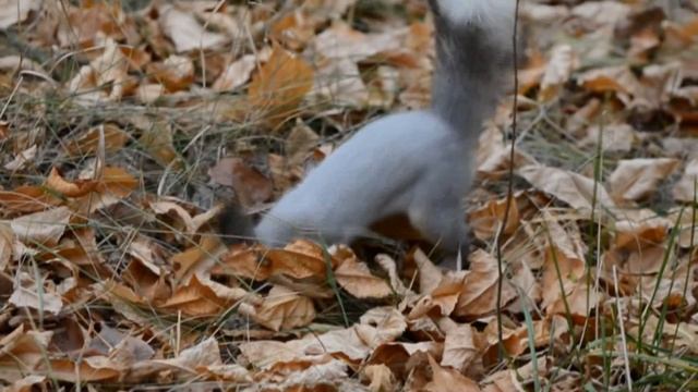 Белка запасает орехи на зиму смотреть онлайн