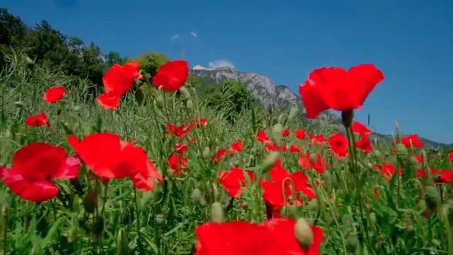 ФУТАЖ ПОЛЕ ГОРЫ МАКИ смотреть онлайн