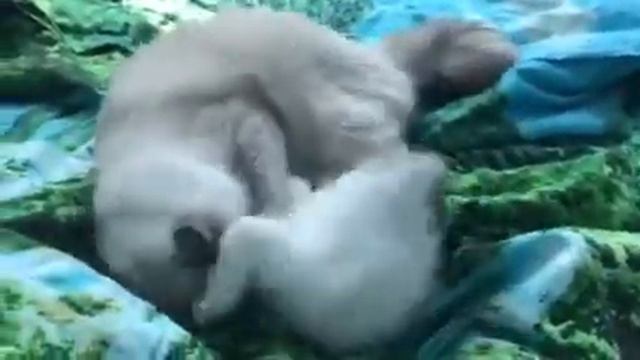 Ragdoll kitten смотреть онлайн