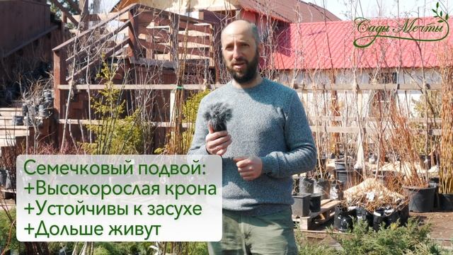 Как выбрать лучший саженец и где его купить. Яблоня, груша, плодовый ОКС #СадовыйЭксперт смотреть онлайн