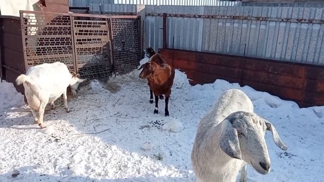 Моцион коз перед окотом! Сколько времени коза должна проводить на улице зимой? смотреть онлайн