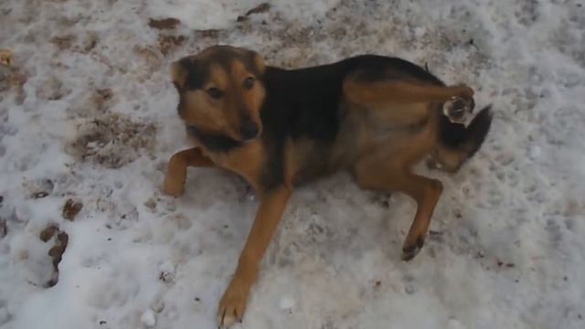 Приют ШАНС, 3-минутная зимняя экскурсия по собачьей передержке, декабрь 2017, Новополоцк смотреть онлайн