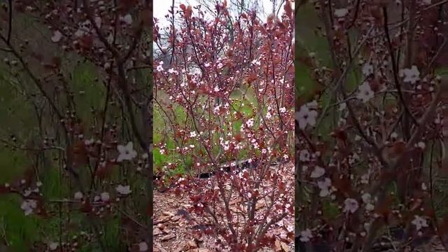 Слива писсарди цветёт смотреть онлайн