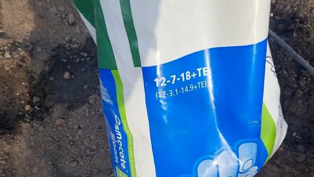 Посадка плантиции жимолости. Сорта Восторг, Аврора, Голубой банан. смотреть онлайн