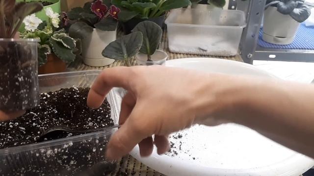 Как рассадить детки Фиалки? Детки быстро в любое время года! смотреть онлайн