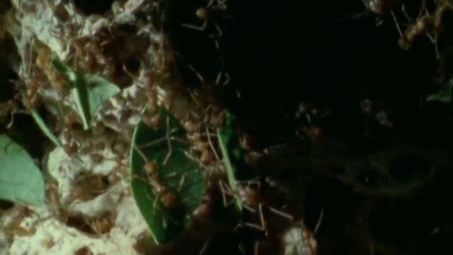 True Facts : Ant Mutualism