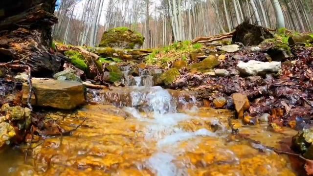 Звуки природы,шум ручья,пение птиц в лесу. Фоновые звуки шум ручья и пение птиц в лесу. смотреть онлайн