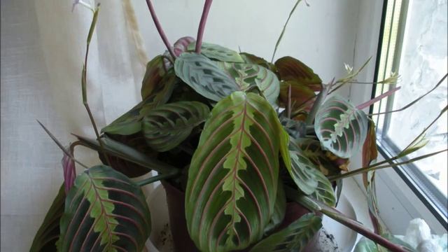 Dancing Maranta Tricolor