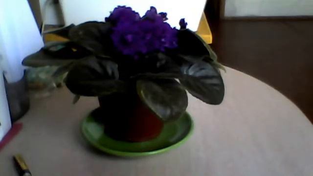 Домашнее растение смотреть онлайн