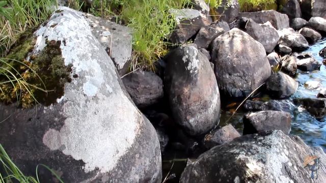 Норки ловят рыбку смотреть онлайн